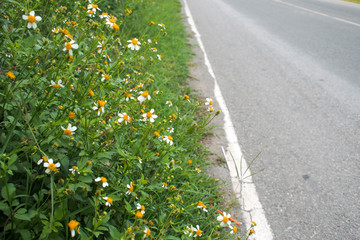 white grass flower