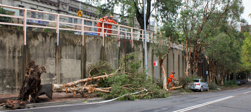 Sydney SES volunteer clears fallen branches after mini-tornado 