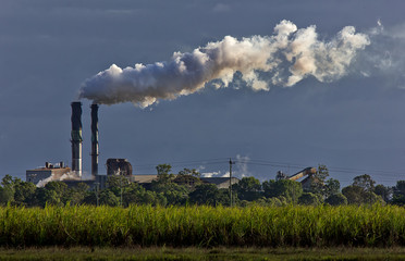 Sugar cane growing in a field in front of a sugar mill