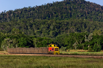 Train carries sugar cane from field to refinery