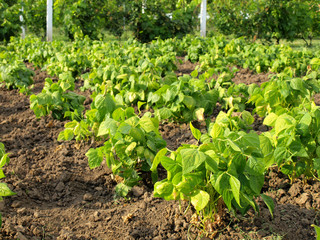 a beautiful green Bean Field