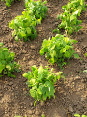 a beautiful green Bean Field