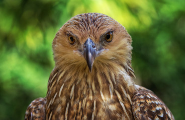 Obraz premium Bird of prey - Whistling Kite 