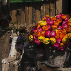 orange ranunculus (persian buttercup) in glasses