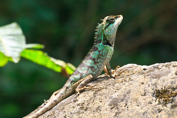 Green crested lizard