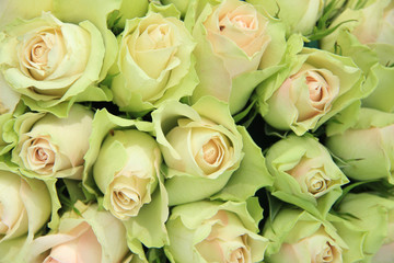 Pale pink wedding roses