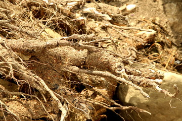 Dry plant roots