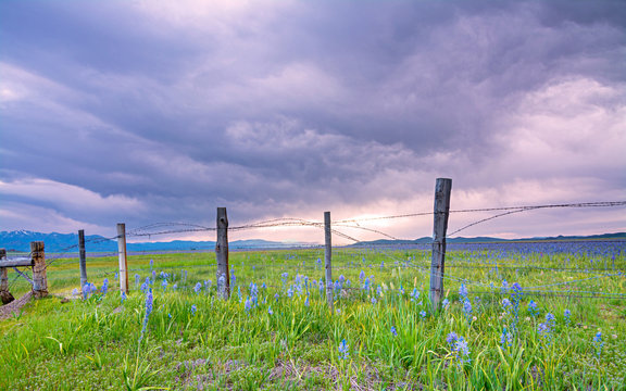 Beautiful meadow filled with flowers