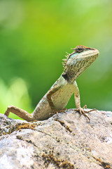 Green crested lizard