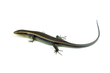 Squamata