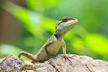 Green crested lizard