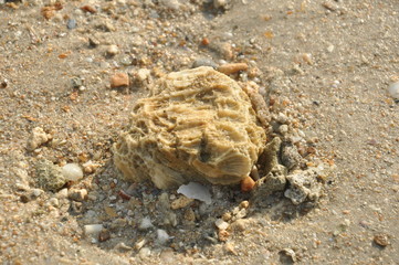 The coral stone