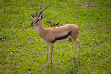 Impala on the ridge at sunrise