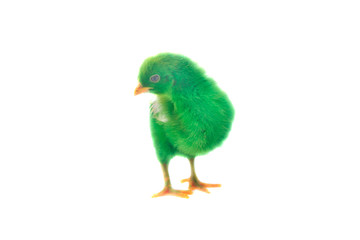 colorful cute little baby chicken on white background