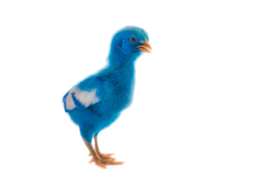 colorful cute little baby chicken on white background