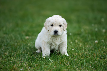 Baby swiss shepherd sitting
