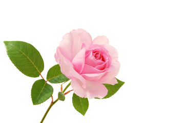 Obraz premium Róża