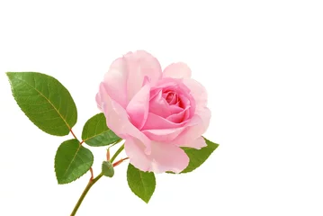 Foto auf Acrylglas Rosen Rose