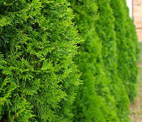 Green Hedge of Thuja Trees - 66594166