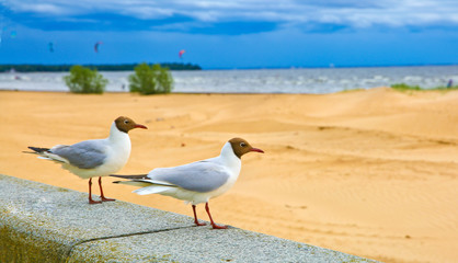 Gulls on the parapet at the seaside