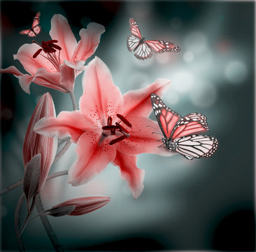 Fototapeta Multi-colored lilies on a dark background