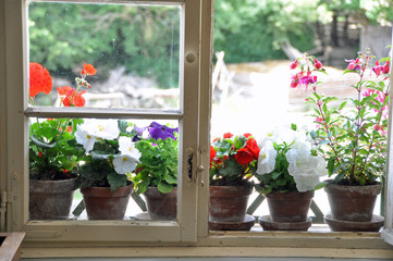 Blumen auf Fensterbank