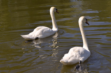 Лебеди плывут по реке.