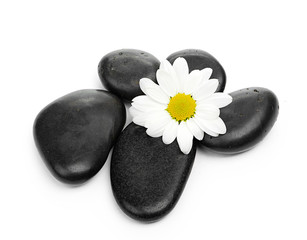 zen basalt stones and daisy isolated on white