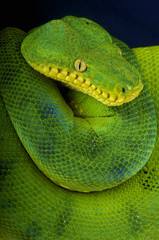 Emerald tree boa / Corallus caninus