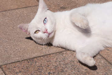 Katze mit grünem und blauem Auge