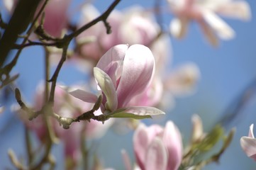 Magnolie