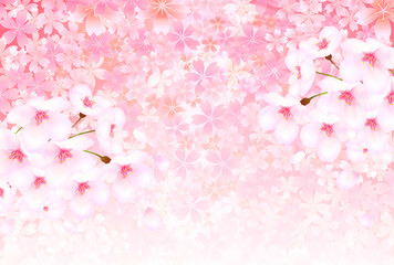 桜　ピンク　背景