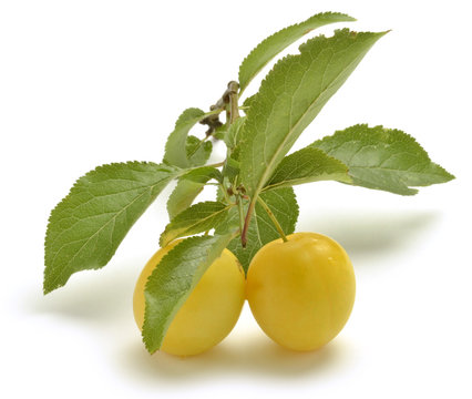 Prunus cerasifera Cherry plum Crvenolisna &scaron;ljiva Kiraz eriği