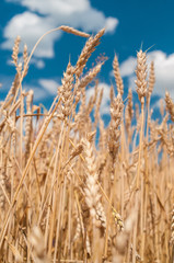 Fototapeta premium wheat spike