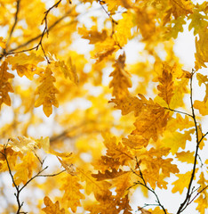 Yellow oak leaves in fall season