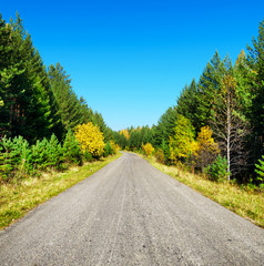 Fototapeta na wymiar Road in golden autumn forest