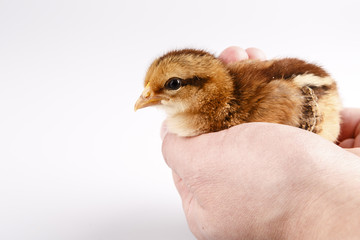 Cute little chicken in the hand isolated on white