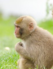 Japanese Macaque monkey on grass
