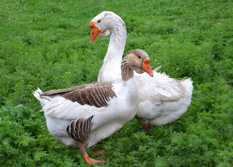 geese