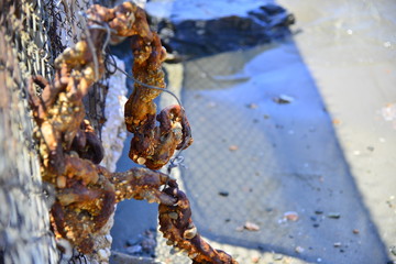 Rusty chain and wire on the beach
