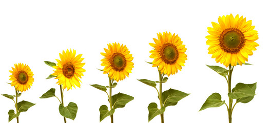 Growth stage of sunflower
