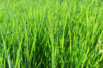 Fototapeta na wymiar Background of grass
