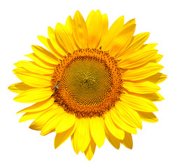 Fototapeta premium Sunflower