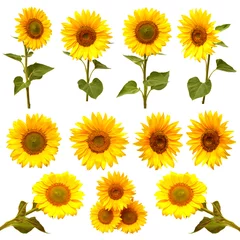 Fototapete Sonnenblumen Sonnenblumenkollektion