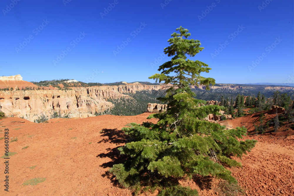 Wall mural rainbow Point, Bryce Canyon