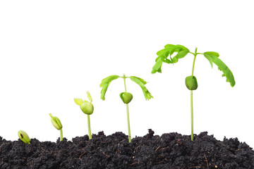 Sequence of seed germination on isolated background