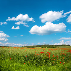 Fototapeta na wymiar green corn field with poppy flowers and blue sky