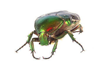 Cetonia aurata
