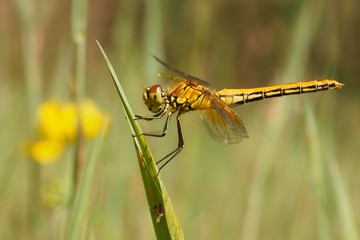 Dragonfly, Yellow-winged darter (Sympetrum flaveolum)