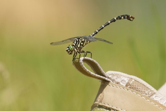 Dragonfly, Small Pincertail (Onychogomphus forcipatus) on a shoe